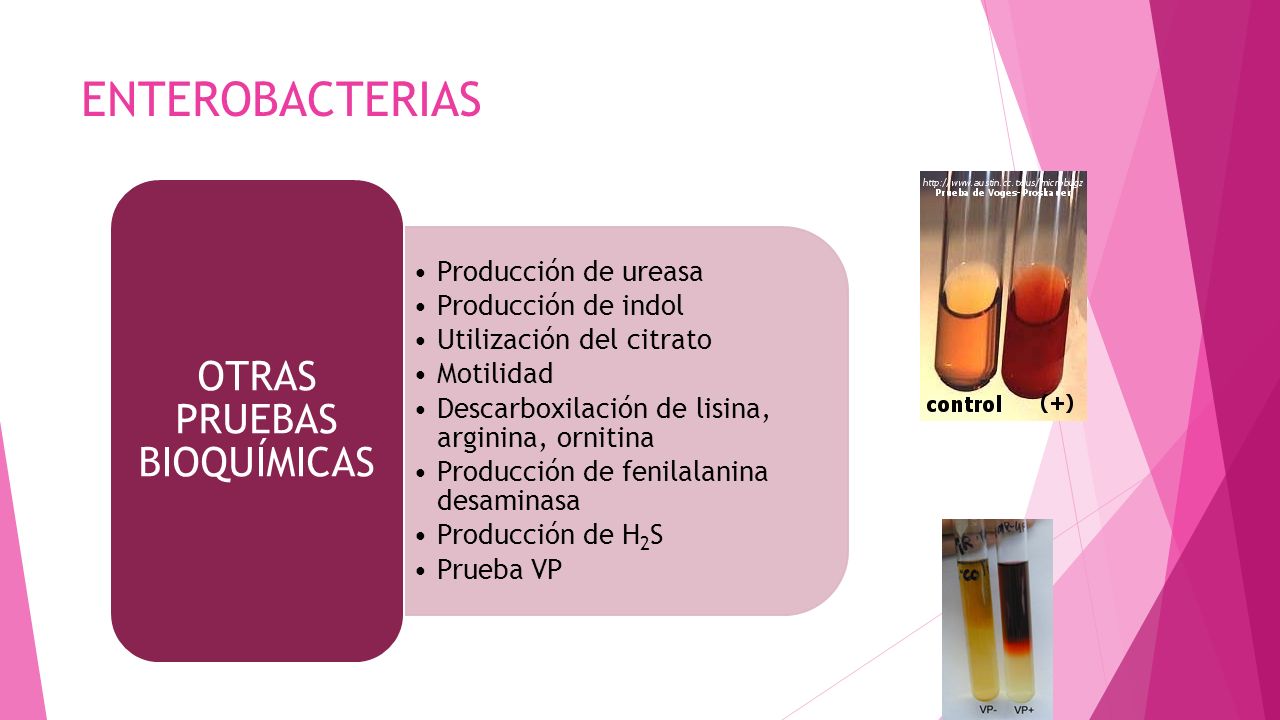 Test de ureasa positivo